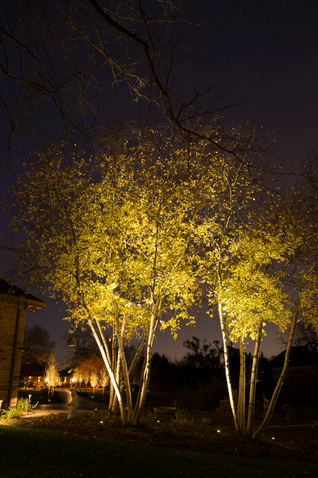 Tree Up-Lighting